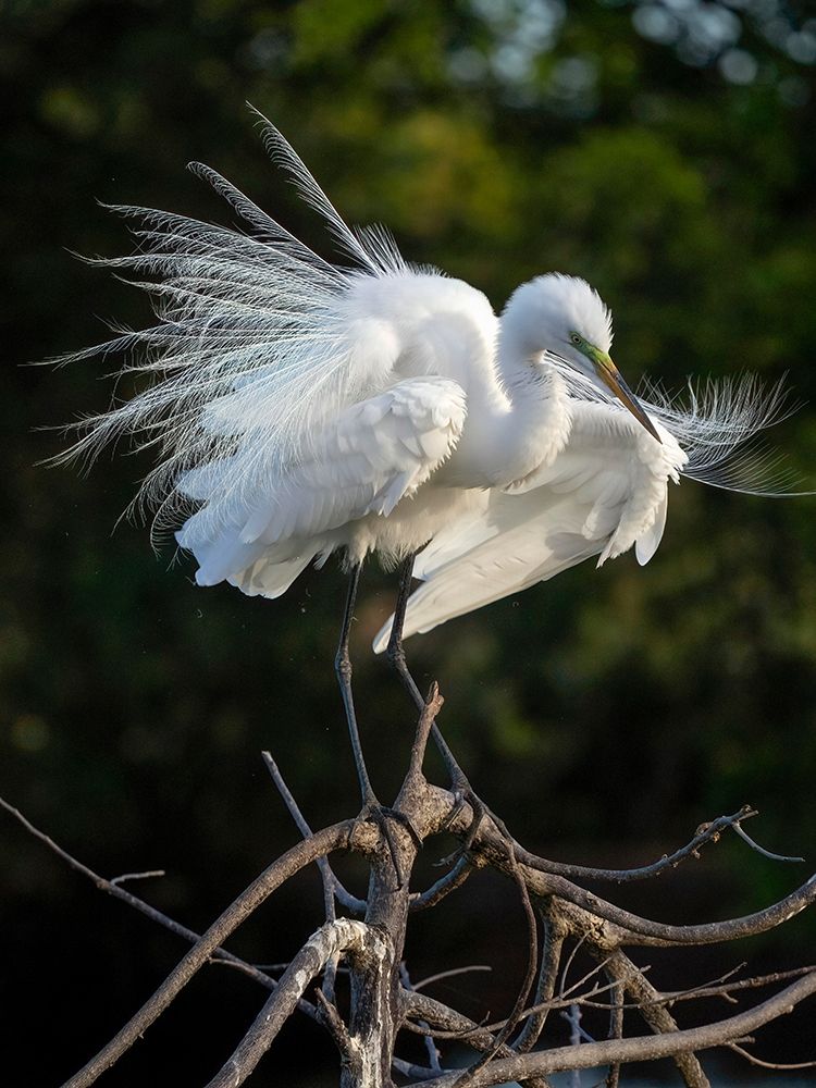 Great Egret- Florida- USA art print by Joe and Maryann McDonald for $57.95 CAD