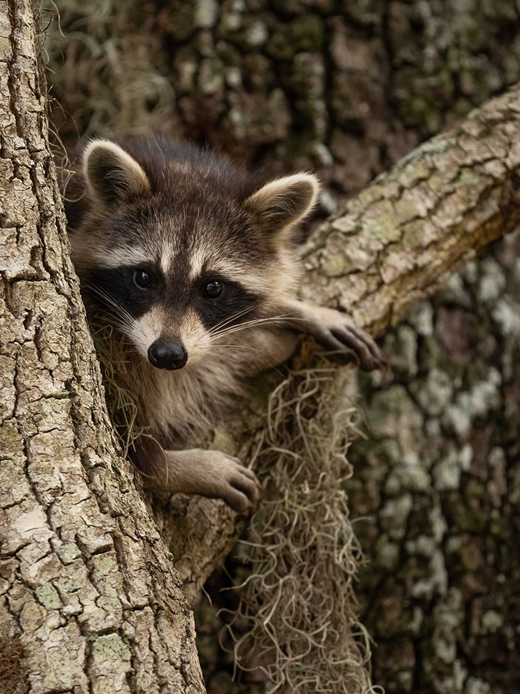 Raccoon- Florida- USA art print by Joe and Maryann McDonald for $57.95 CAD