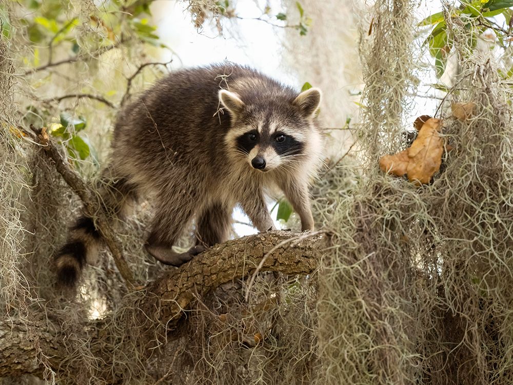 Raccoon- Florida- USA art print by Joe and Maryann McDonald for $57.95 CAD