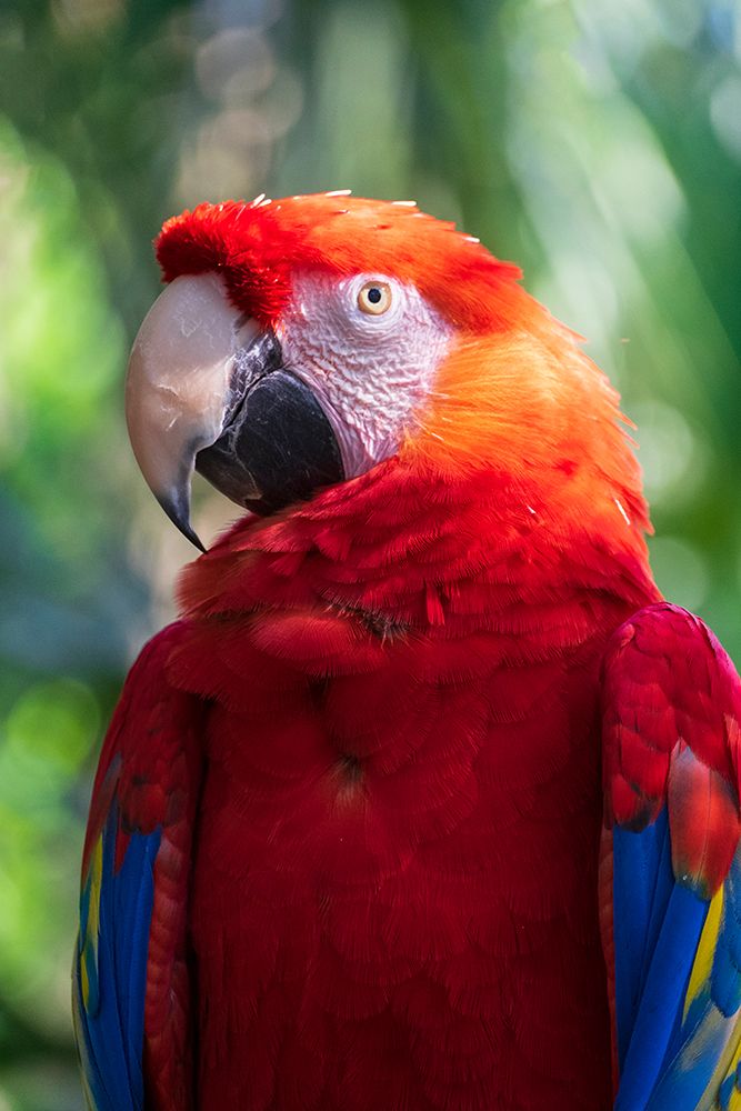 USA-Florida-St Augustine Parrott with very colorful feathers art print by Joanne Wells for $57.95 CAD
