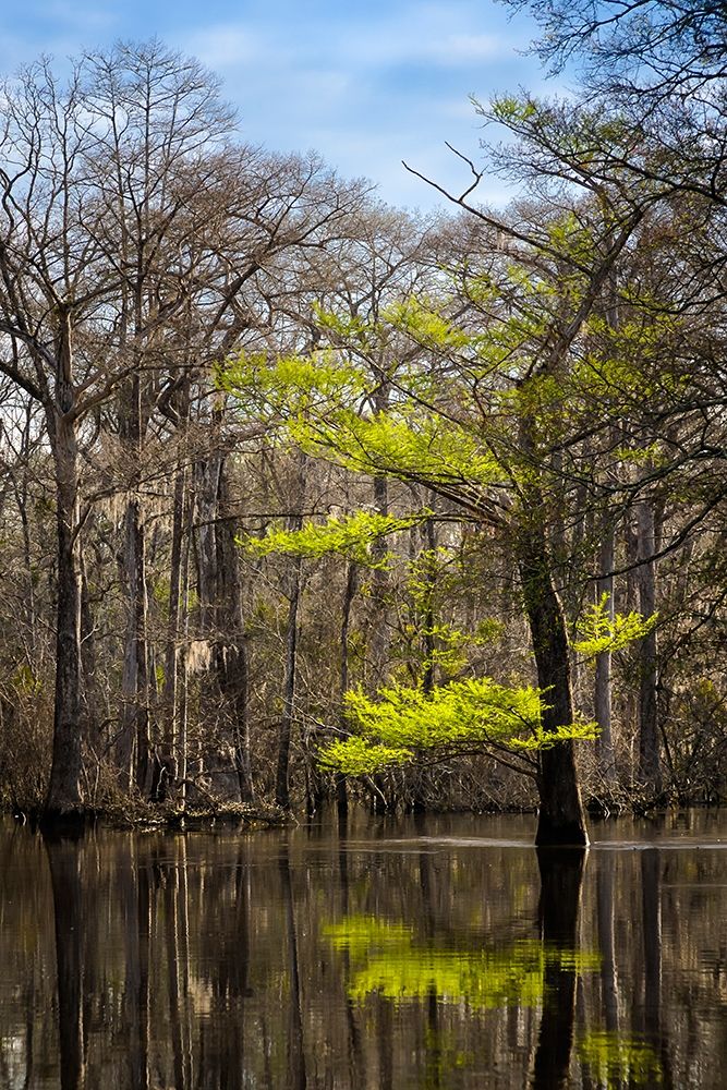 River water moves slowly through a flooded wooded swamp in Florida Cypress leafing out art print by Larry Richardson for $57.95 CAD