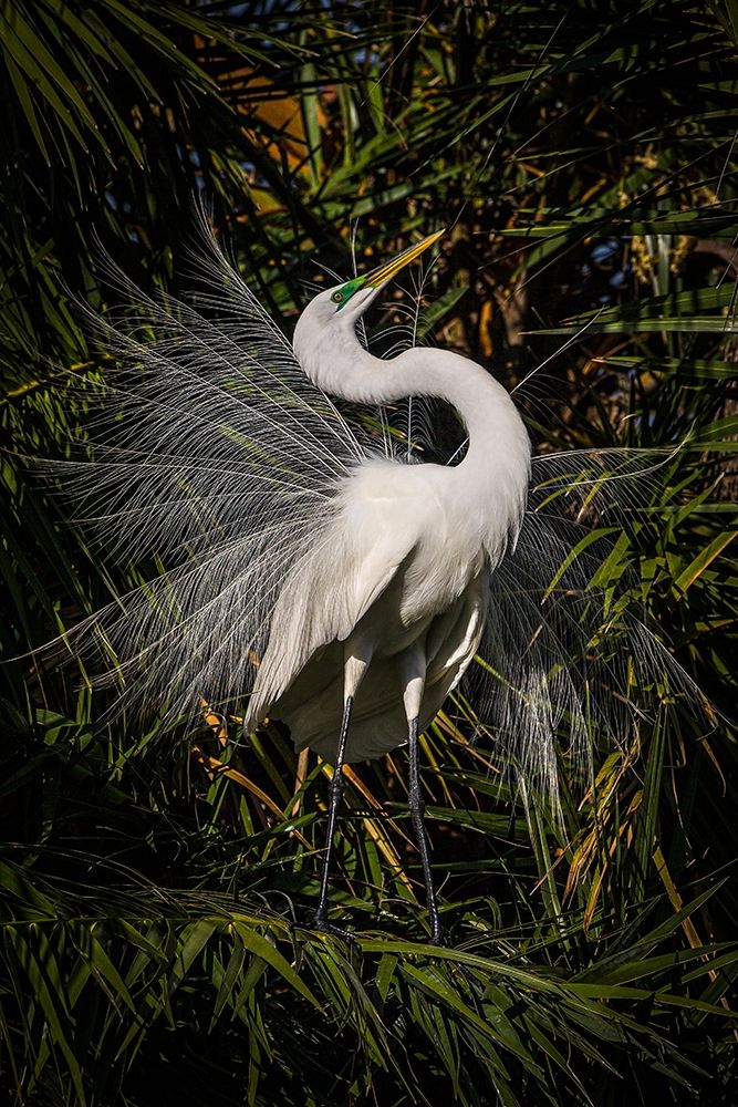 A great egret performs frequent displays using its showy plumage during the breeding season art print by Larry Richardson for $57.95 CAD