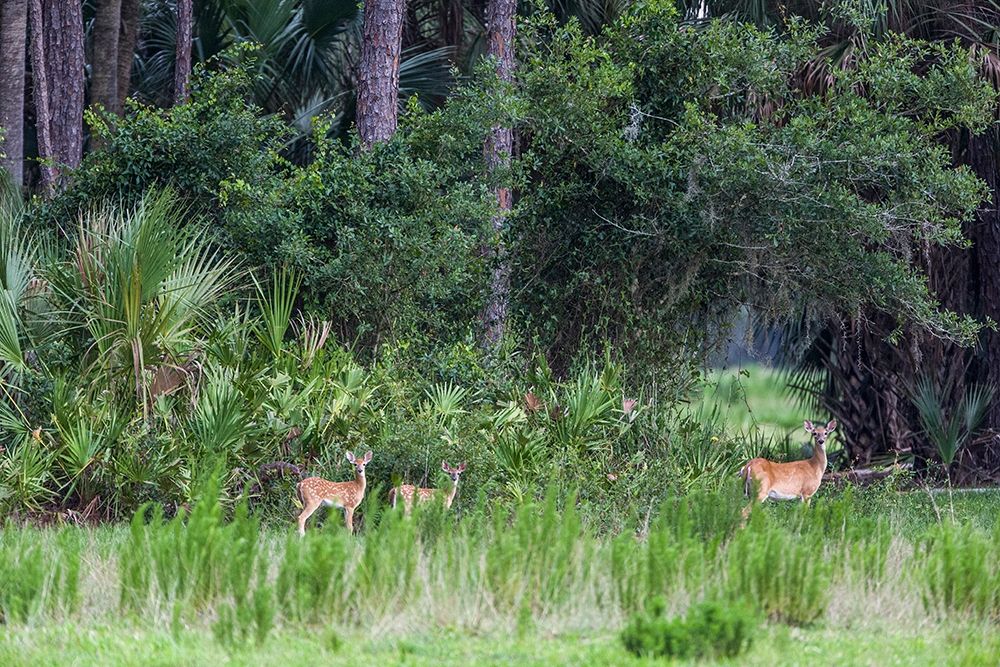 Good habitat white-tailed deer often have twins art print by Larry Richardson for $57.95 CAD