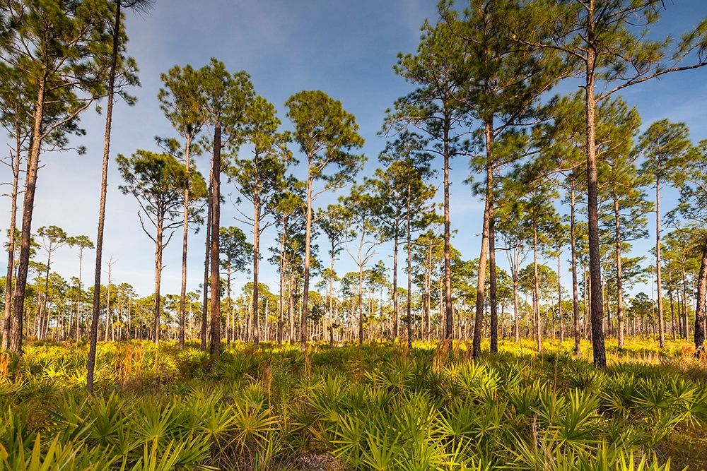 Florida pine forest is maintained by periodic-low intensity fires art print by Larry Richardson for $57.95 CAD