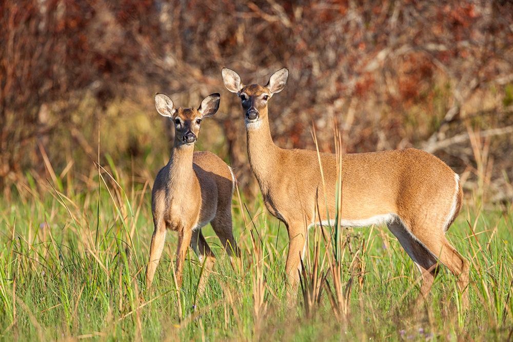 White-tailed deer in prairie-Florida art print by Larry Richardson for $57.95 CAD