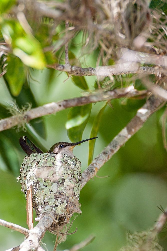 Ruby-throated hummingbird on nest-Florida art print by Larry Richardson for $57.95 CAD