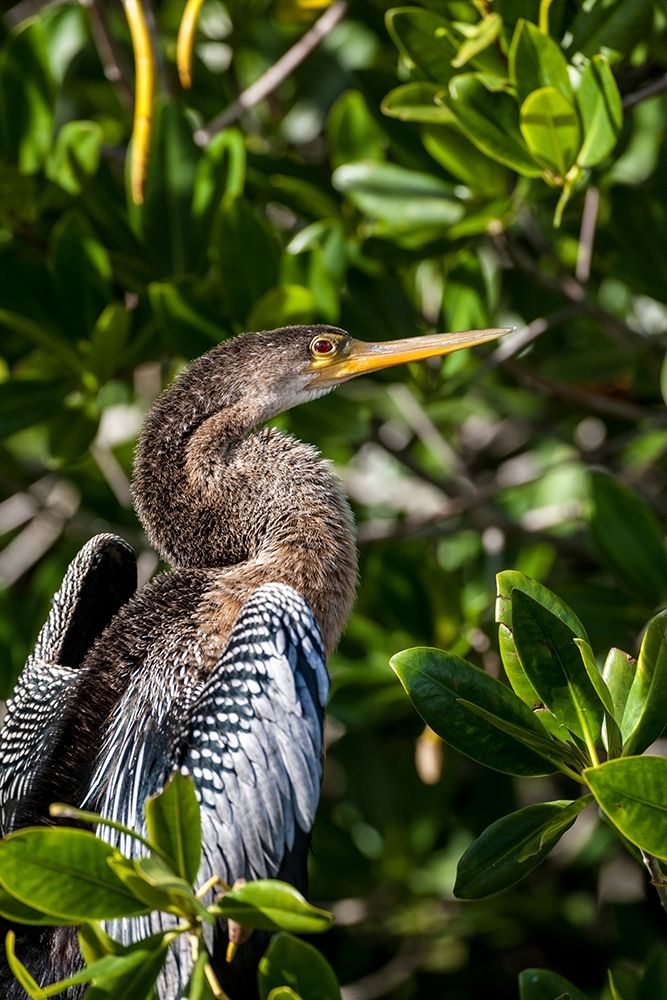 Female anhinga perched on mangrove branch in Florida art print by Larry Richardson for $57.95 CAD