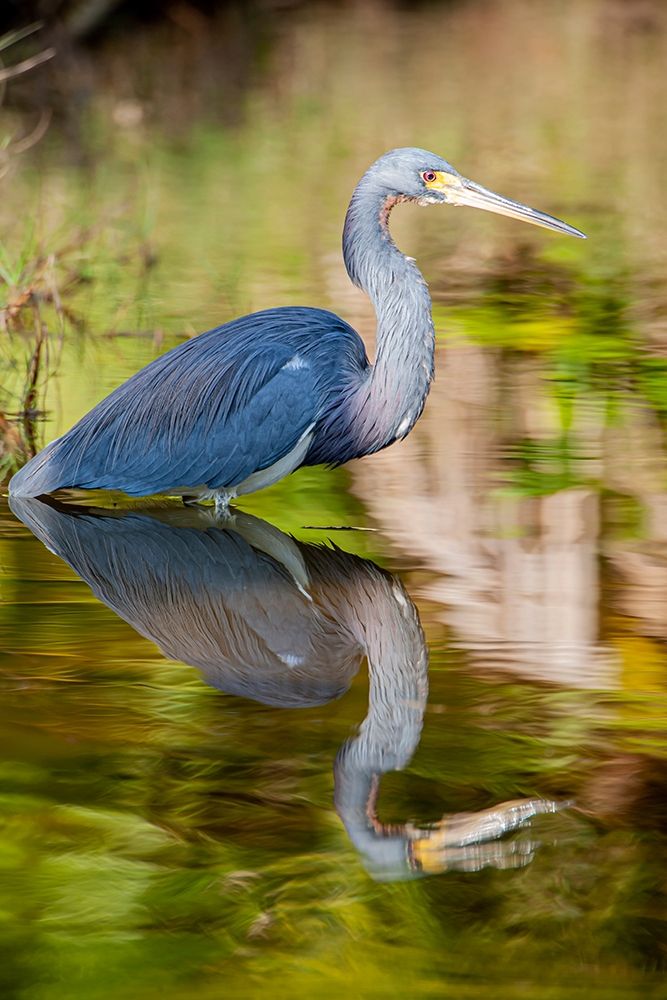 A tri-colored heron in breeding plumage-wades in shallow water-resting art print by Larry Richardson for $57.95 CAD