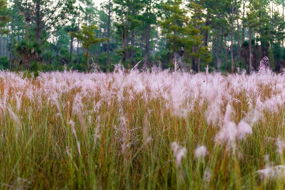 Blooming Muhly grass in a prairie managed by prescribed fire art print by Larry Richardson for $57.95 CAD