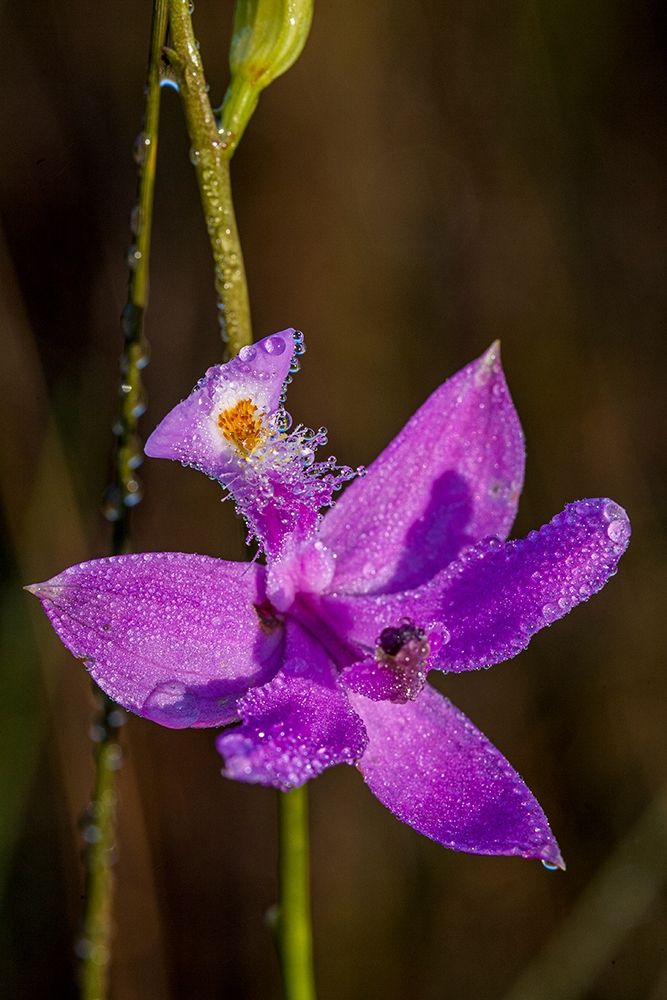 Grass Pink orchids grow in a South Florida prairie art print by Larry Richardson for $57.95 CAD