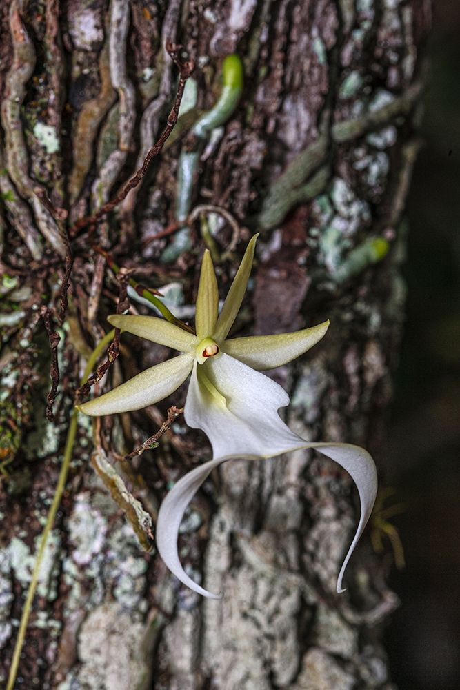 Rare ghost orchid only grows in swamps in South Florida art print by Larry Richardson for $57.95 CAD