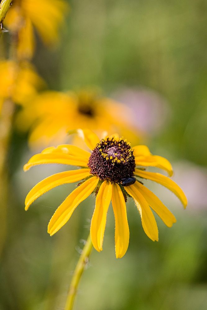 Black-eyed Susan blooms art print by Larry Richardson for $57.95 CAD