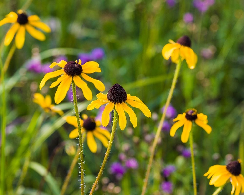 Black-eyed Susan blooms art print by Larry Richardson for $57.95 CAD
