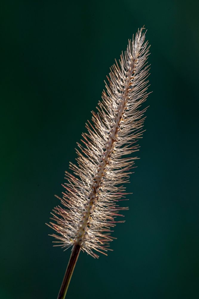Foxtail grass art print by Larry Richardson for $57.95 CAD