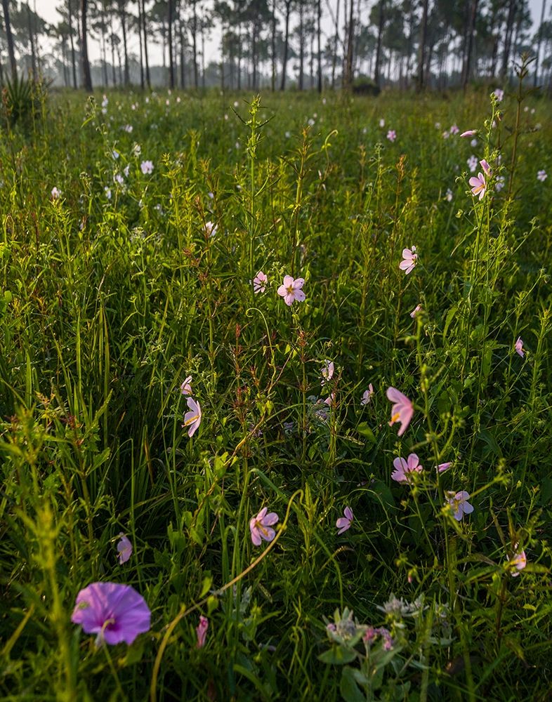 Marsh Mallow blooms in a South Florida prairie art print by Larry Richardson for $57.95 CAD