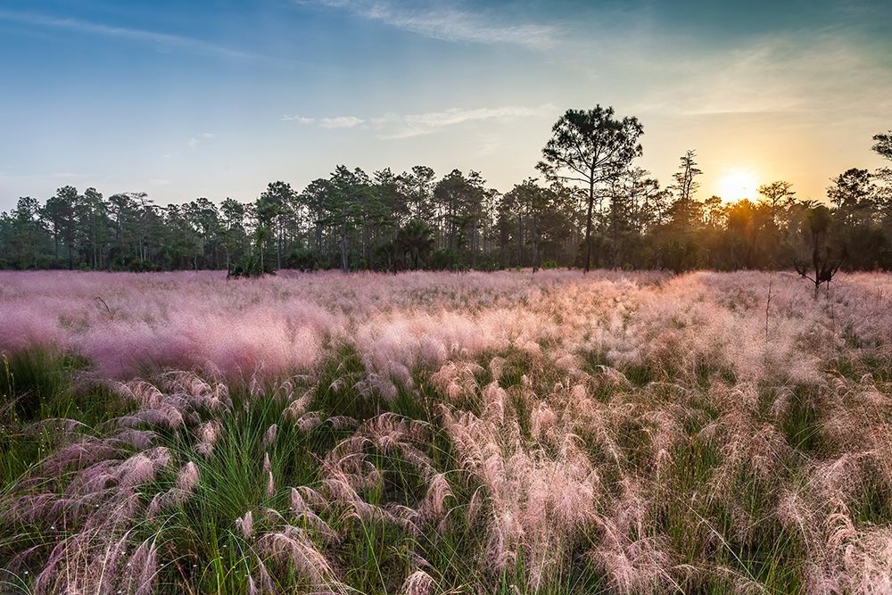 Pink blooming Muhly grass fills a recently burned prairie in south Florida art print by Larry Richardson for $57.95 CAD