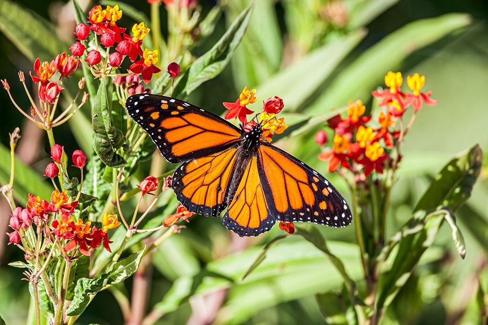 Monarch butterfly lights on a milkweed bloom art print by Larry Richardson for $57.95 CAD