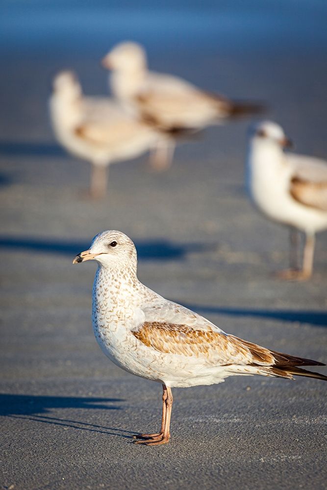 Portrait of a ring-billed gull art print by Larry Richardson for $57.95 CAD