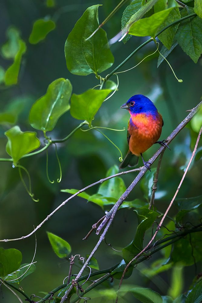 A male painted bunting perched art print by Larry Richardson for $57.95 CAD