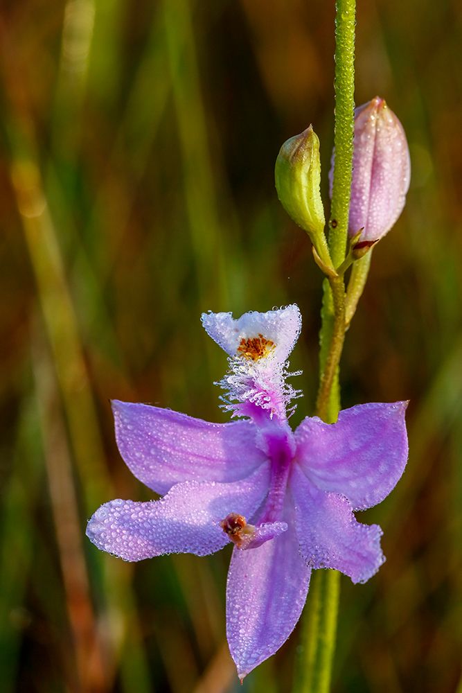 A grass pink orchid in south Florida art print by Larry Richardson for $57.95 CAD