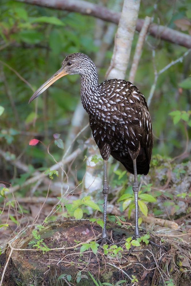 A Limpkin along a creek in south Florida art print by Larry Richardson for $57.95 CAD