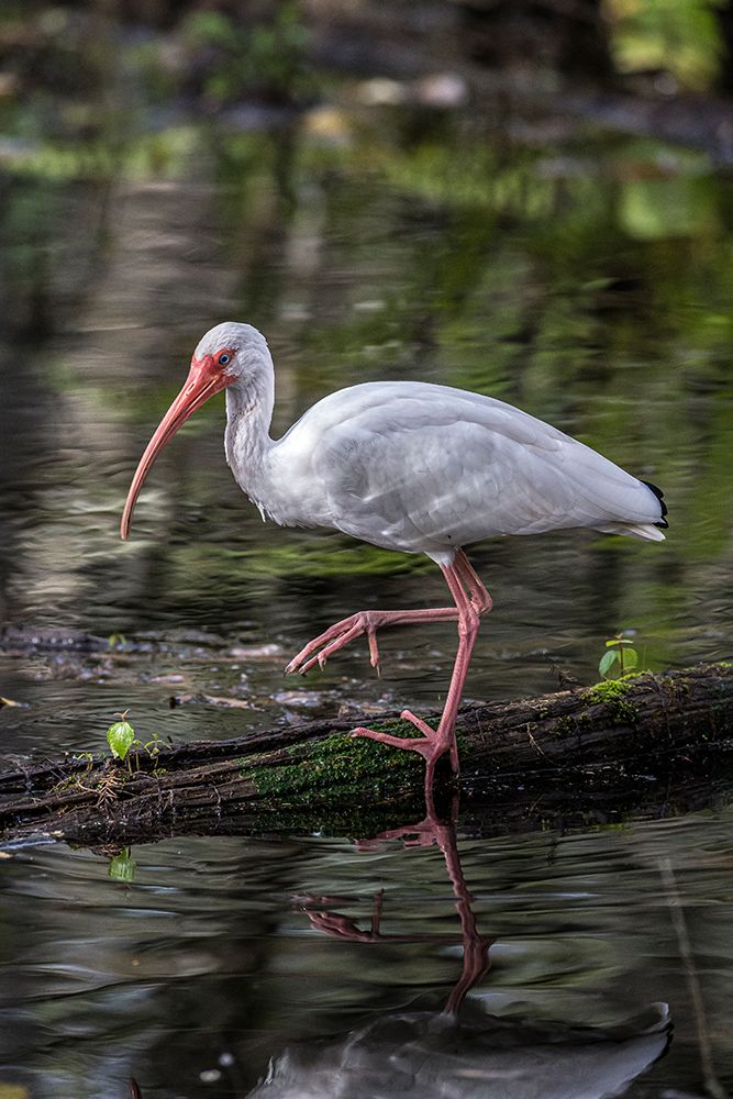 A white ibis searching for food in a south Florida swamp art print by Larry Richardson for $57.95 CAD