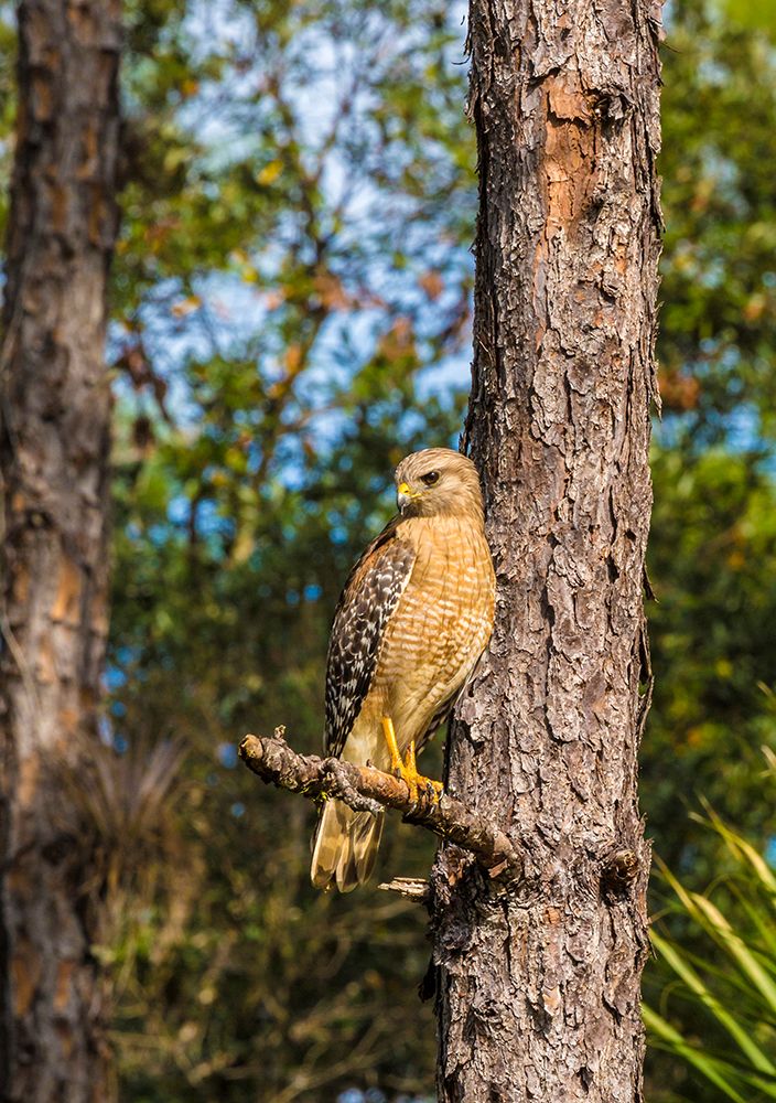 A perched red-shouldered hawk in south Florida art print by Larry Richardson for $57.95 CAD