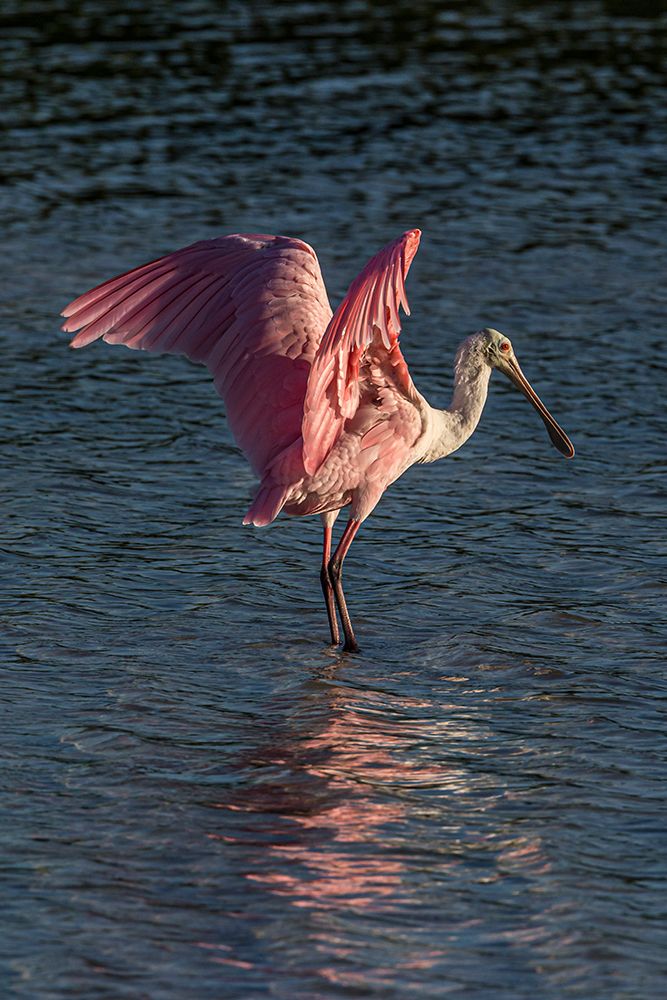 Roseate spoonbill spreading wings art print by Larry Richardson for $57.95 CAD