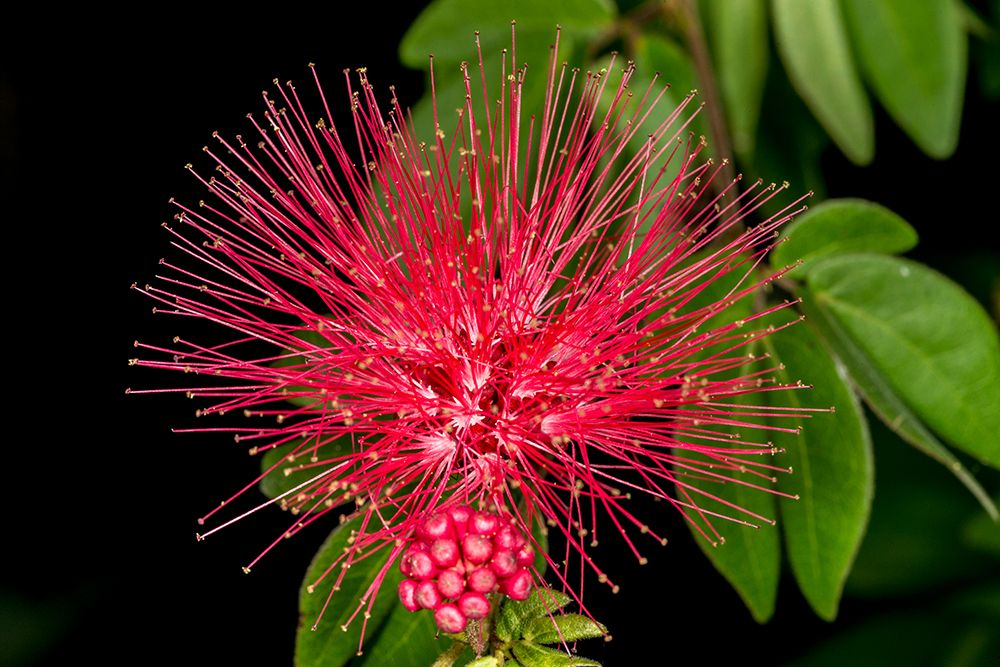 A mimosa tree bloom art print by Larry Richardson for $57.95 CAD