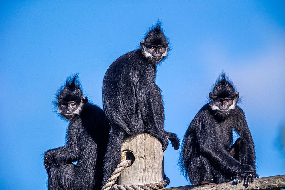 The Francois langur comes from Laos art print by Larry Richardson for $57.95 CAD