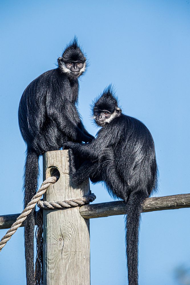 The Francois langur comes from Laos art print by Larry Richardson for $57.95 CAD