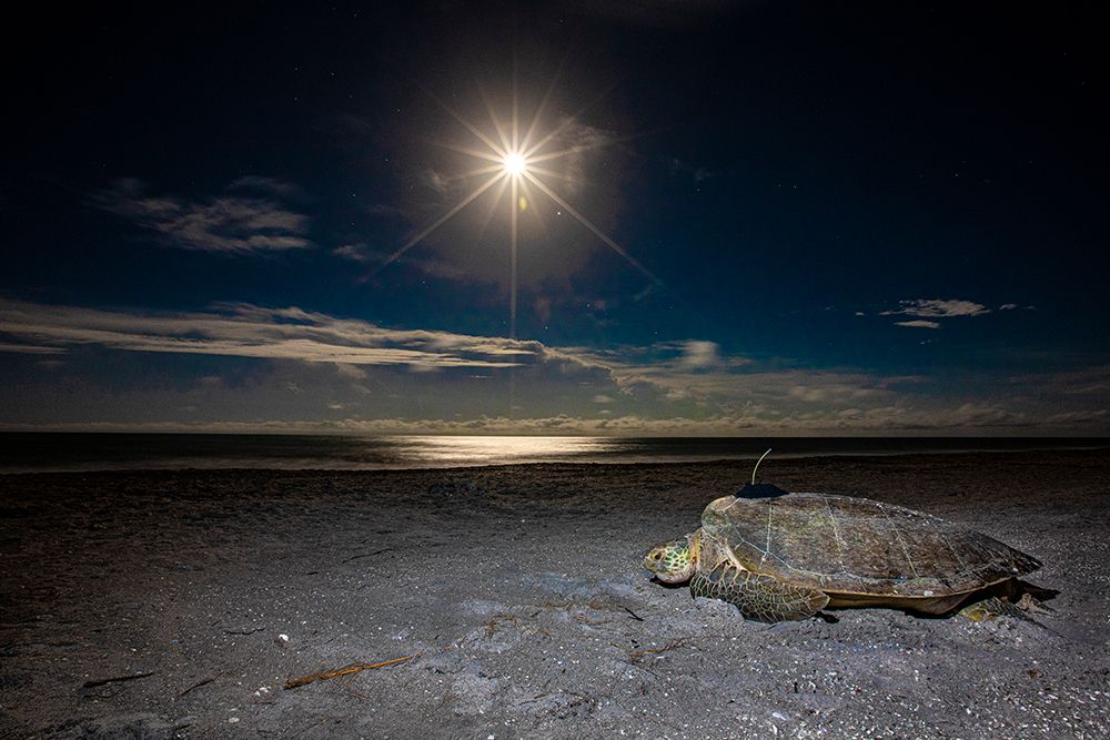 A green sea turtle makes for the Gulf of Mexico after being fitted with a satellite transmitter. art print by Larry Richardson for $57.95 CAD
