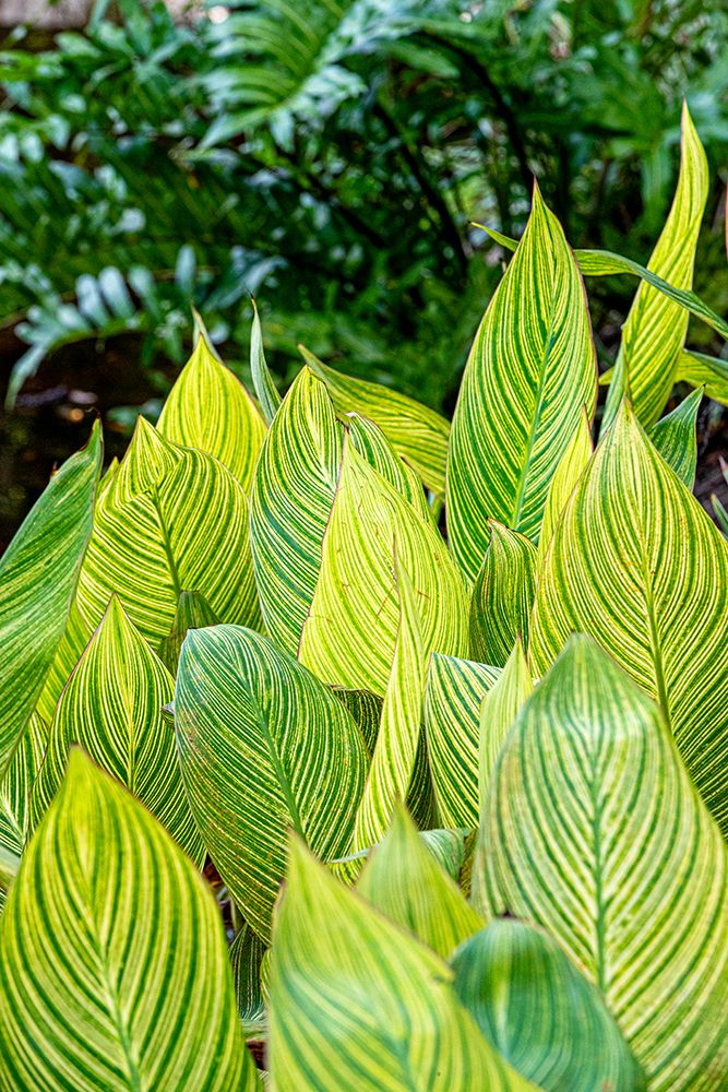 The variegation of a plant draws contrast to other green foliage. art print by Larry Richardson for $57.95 CAD