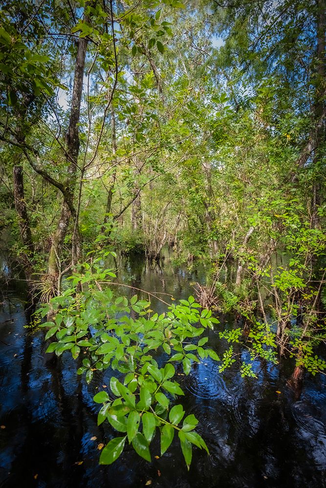 Florida. Pop ash trees growing above a flooded swamp. art print by Larry Richardson for $57.95 CAD