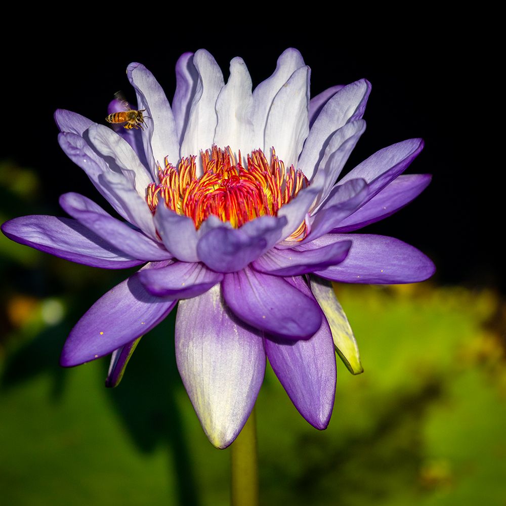 A waterlily emerges to show off its beautiful purple bloom for a passing bee. art print by Larry Richardson for $57.95 CAD