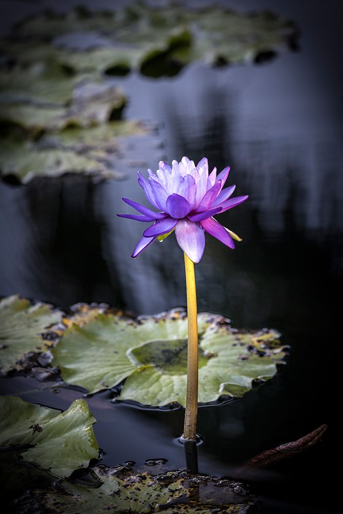 A waterlily emerges to show off its beautiful purple bloom. art print by Larry Richardson for $57.95 CAD