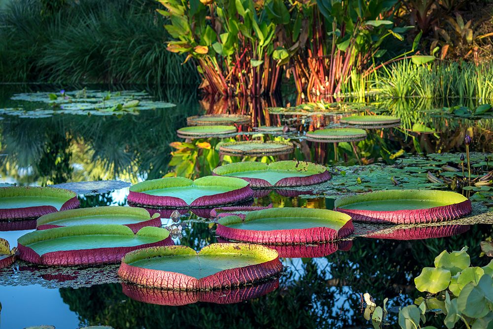 Giant water lily decorates open water of a pond at Naples Botanical Garden, Collier County, Florida art print by Larry Richardson for $57.95 CAD