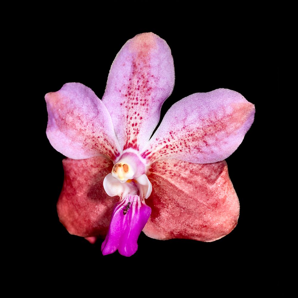 Phalaenopsis is one of the most cultivated and hybridized group of epiphytic orchids. art print by Larry Richardson for $57.95 CAD