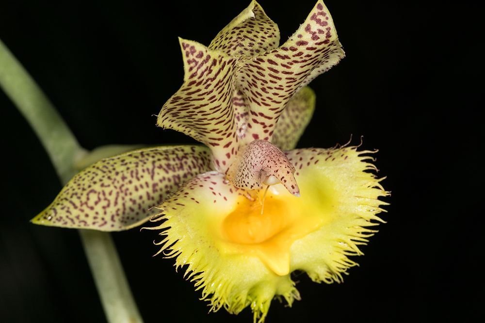 Calochilus, commonly known as beard orchids, is a genus of about 30 species in the orchid family. art print by Larry Richardson for $57.95 CAD