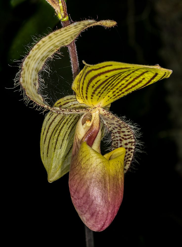 Paphiopedilum orchid shows off its unique pouch-shaped lip, leading to common name, Lady Slipper. art print by Larry Richardson for $57.95 CAD