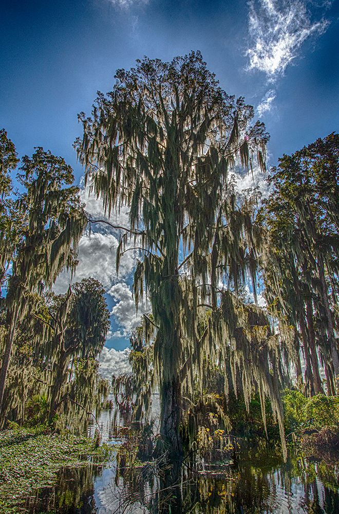 Sun rays are absorbed by Cypress trees in flooded Florida swamps, branches draped with Spanish moss art print by Larry Richardson for $57.95 CAD