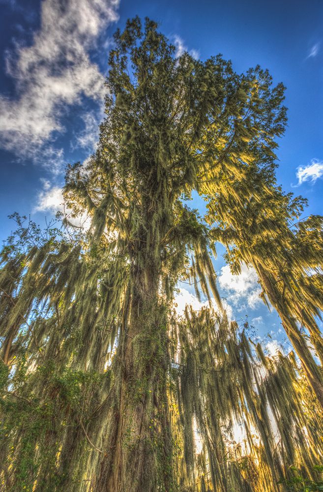 Sun rays are absorbed by Cypress trees in flooded Florida swamps, branches draped with Spanish moss art print by Larry Richardson for $57.95 CAD