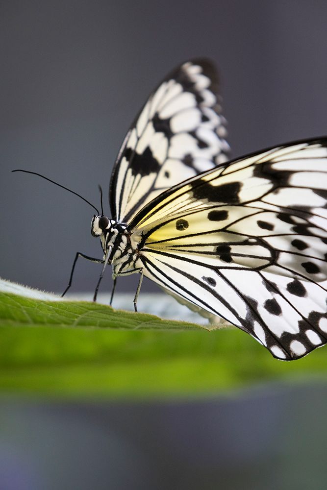 The large tree nymph, aka the paper kite butterfly and rice paper butterfly, is native to SE Asia. art print by Larry Richardson for $57.95 CAD