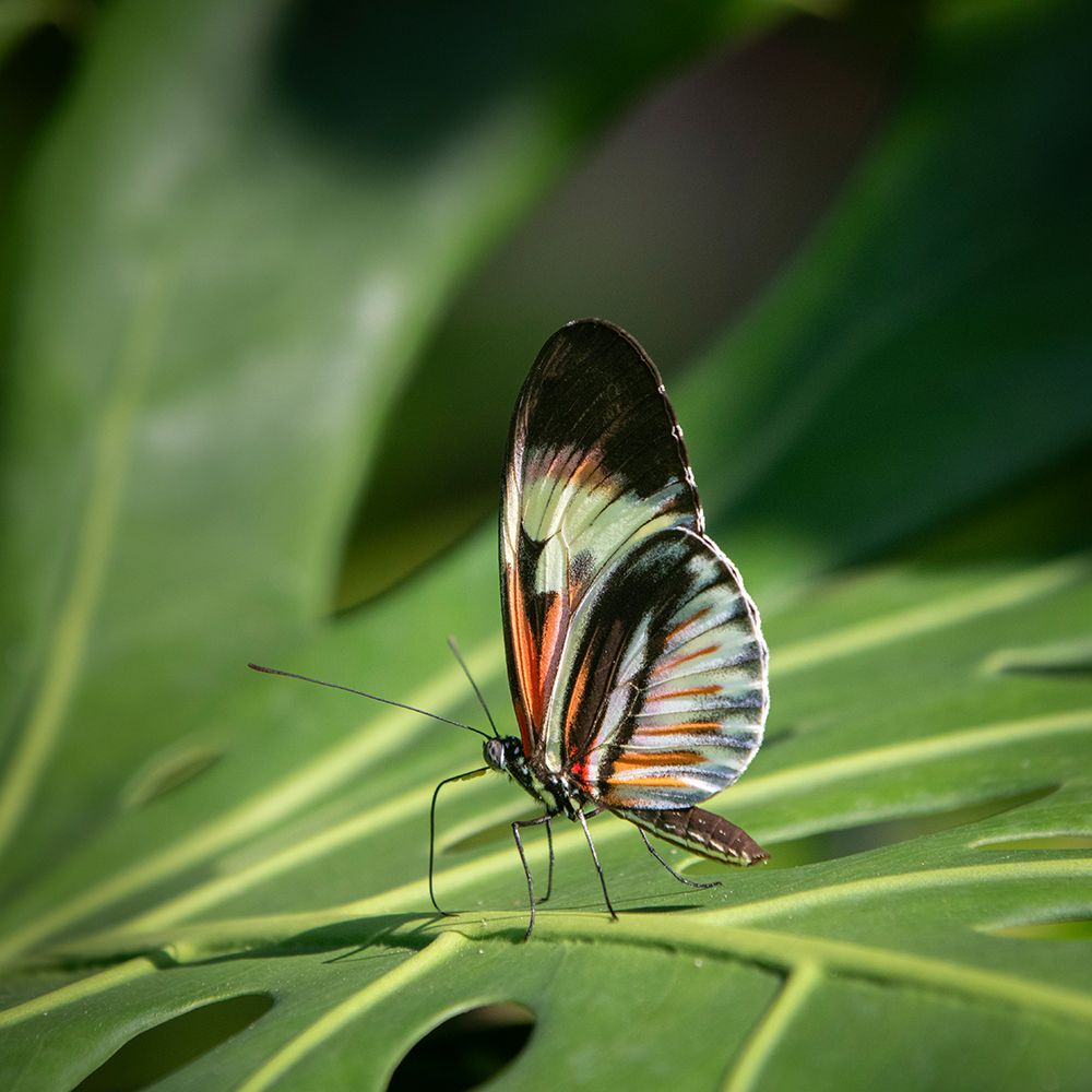 The Piano Key butterfly is one of the Heliconius butterflies, or longwings. art print by Larry Richardson for $57.95 CAD