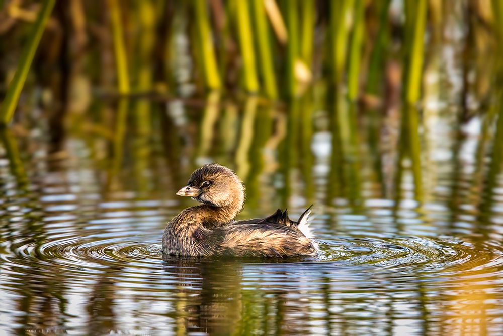 A pied-billed grebe floats in the marsh at the Viera Wetlands in Brevard County, Florida, USA. art print by Larry Richardson for $57.95 CAD