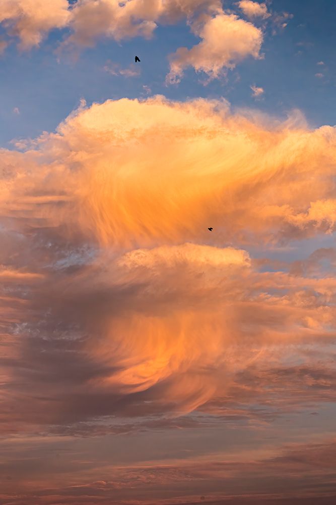 A pair of crows ride the wind as the south Florida sun sets. art print by Larry Richardson for $57.95 CAD