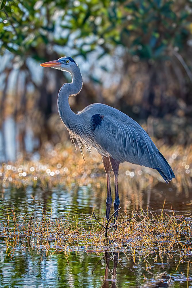 A great blue heron stands majestically over the wetland it calls home. art print by Larry Richardson for $57.95 CAD