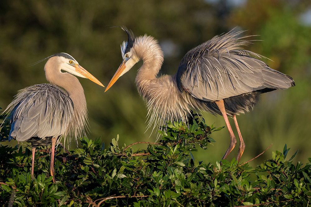 Mated pairs of great blue herons often reinforce their bond by displaying ruffled plume feathers. art print by Larry Richardson for $57.95 CAD