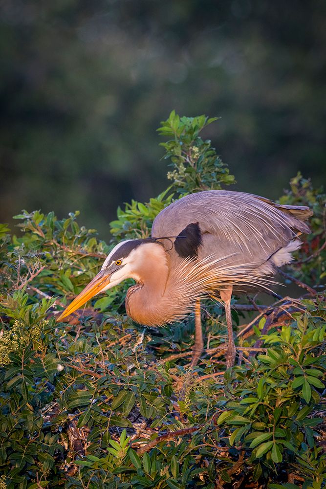 While guarding a nest, great blue herons maintain their regal look, complete with elegant plumes. art print by Larry Richardson for $57.95 CAD