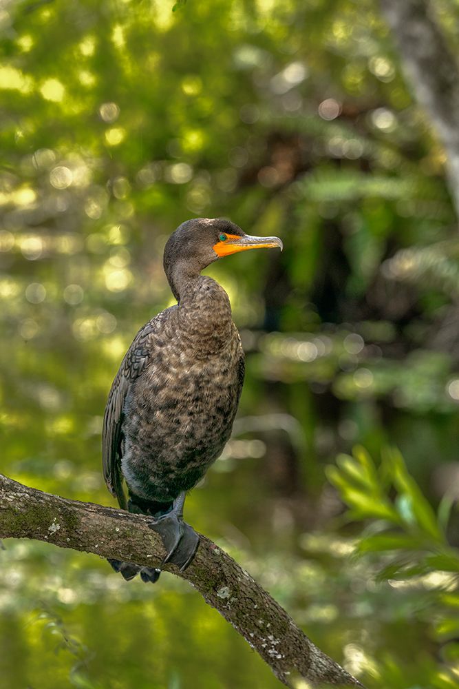 A double-crested cormorant shows off wonderful feather detail close-up. art print by Larry Richardson for $57.95 CAD